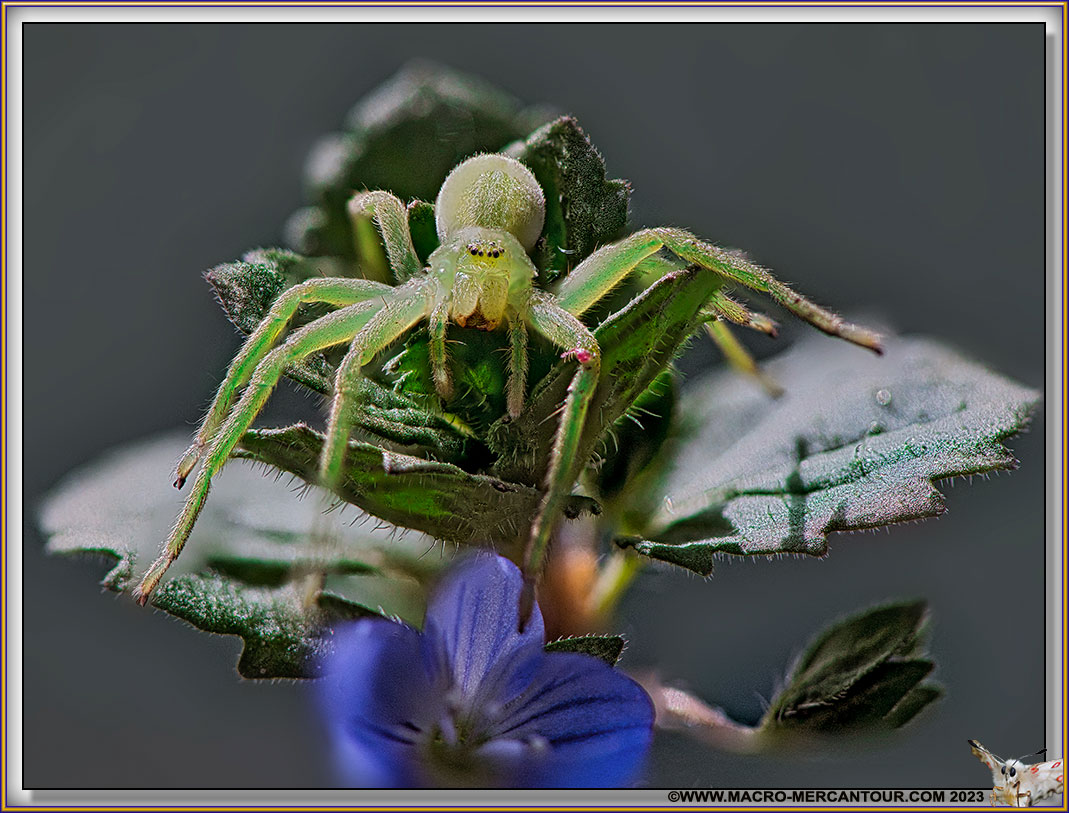 Sparassidae





Sparassidae





